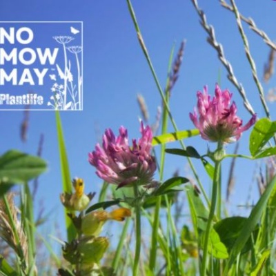 Eco-Club News - No Mow May 23